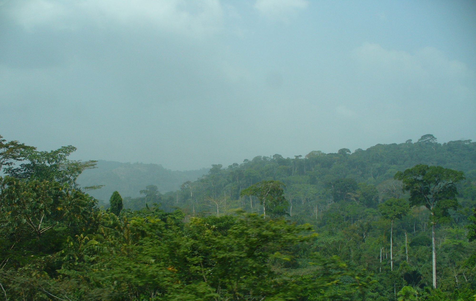 wpid-cameroon_rainforest_2.jpg