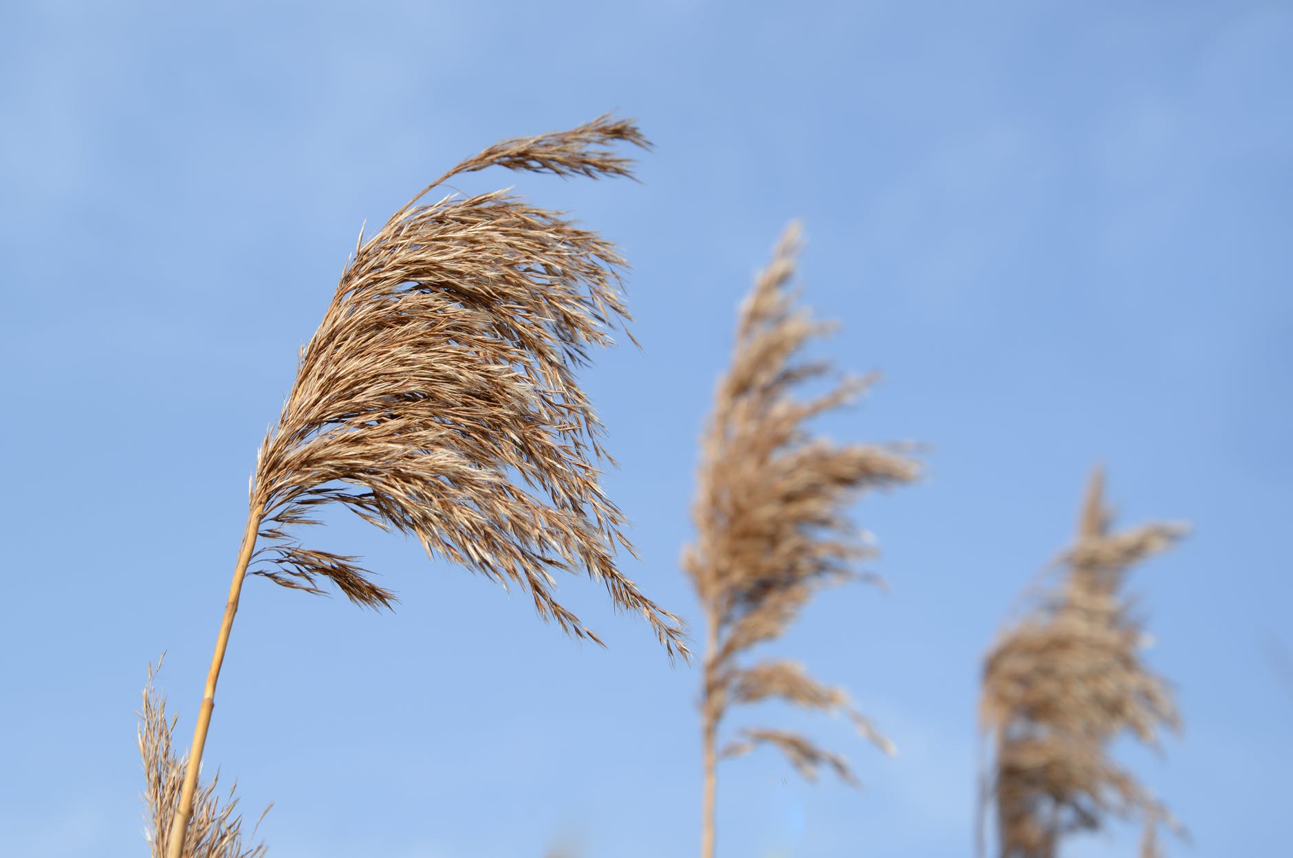 Resilient Reed Quote on Resilience – Okechukwu’s Musings: Poetry, People and Places