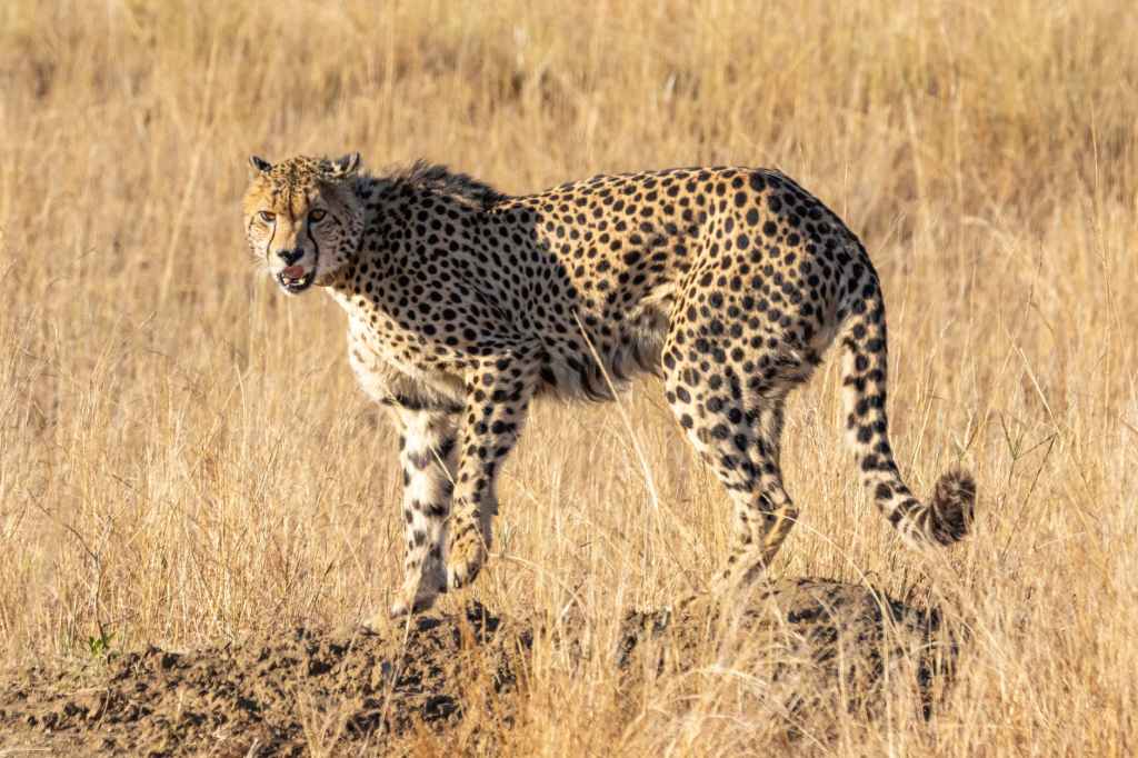 No Competition In Life: A Cheetah’s&nbsp;Lesson